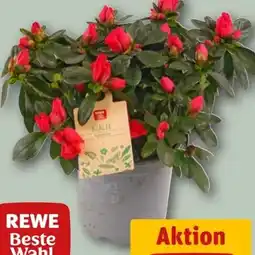 REWE Rewe Beste Wahl Azalee Angebot