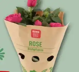 REWE Rewe Beste Wahl Topfrose Angebot