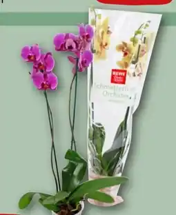 REWE Rewe Beste Wahl Phalaenopsis Angebot