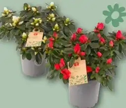 REWE Rewe Beste Wahl Rhododendron Angebot