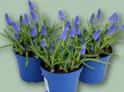 REWE Muscari Angebot