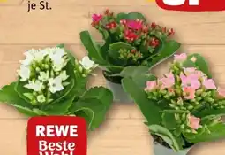 REWE Kalanchoe Flammendes Käthchen Angebot