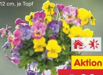 Netto Marken-Discount Hornveilchen Angebot