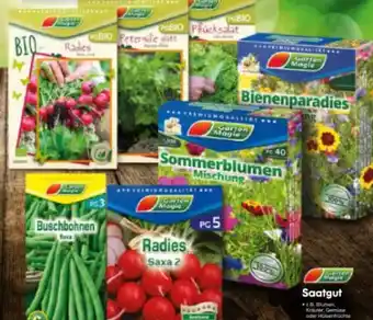 Netto Marken-Discount Garten Magie Pflücksalat Angebot