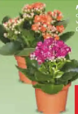 Netto Marken-Discount Mini-Kalanchoe Angebot