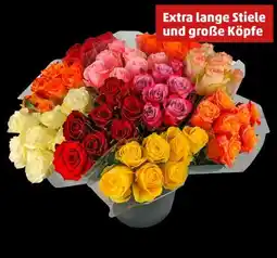 PENNY Premium Rosen Angebot