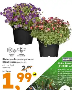 Globus Baumarkt Steinbrech (Saxifraga) oder Blaukissen (Aubrieta) Angebot