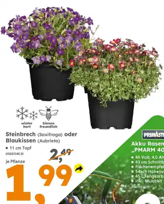 Globus Baumarkt Steinbrech (Saxifraga) oder Blaukissen (Aubrieta) Angebot