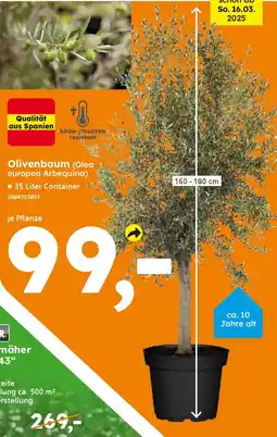 Globus Baumarkt Olivenbaum (Olea europea Arbequina) Angebot