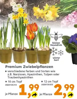 Globus Baumarkt Premium Zwiebelpflanzen Angebot