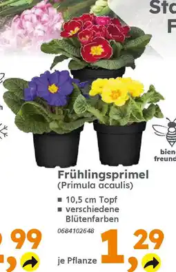 Globus Baumarkt Frühlingsprimel (Primula acaulis) Angebot