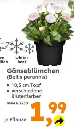 Globus Baumarkt Gänseblümchen (Bellis perennis) Angebot