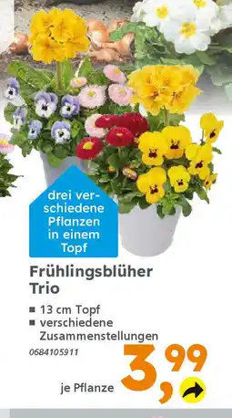 Globus Baumarkt Frühlingsblüher Trio Angebot