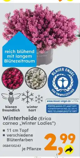 Globus Baumarkt Winterheide (Erica carnea,,Winter Ladies") Angebot