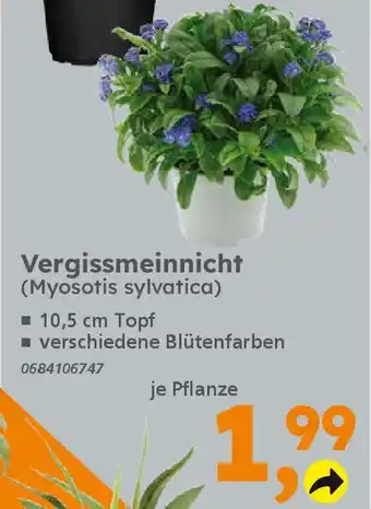 Globus Baumarkt Vergissmeinnicht (Myosotis sylvatica) Angebot