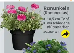 Globus Baumarkt Ranunkeln (Ranunculus) Angebot