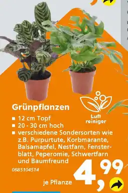 Globus Baumarkt Grünpflanzen Angebot