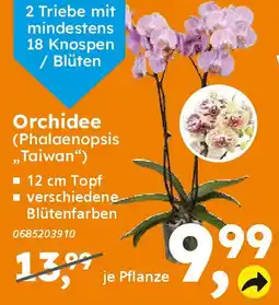 Globus Baumarkt Orchidee (Phalaenopsis ,,Taiwan") Angebot