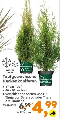 Globus Baumarkt Topfgewachsene Heckenkoniferen Angebot