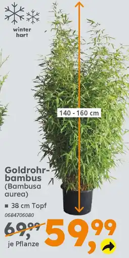 Globus Baumarkt Goldrohrbambus (Bambusa aurea) Angebot