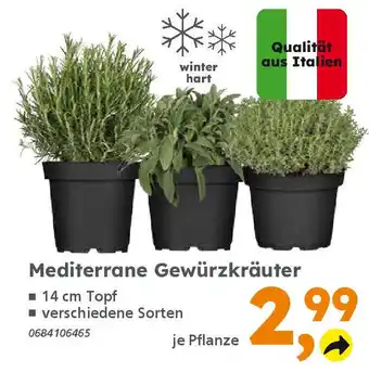 Globus Baumarkt Mediterrane Gewürzkräuter Angebot