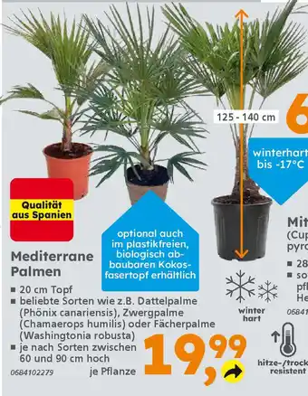 Globus Baumarkt Mediterrane Palmen Angebot