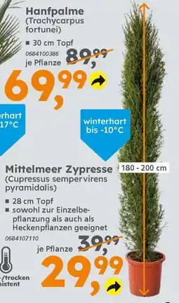 Globus Baumarkt Mittelmeer Zypresse 180-200 cm (Cupressus sempervirens pyramidalis) Angebot