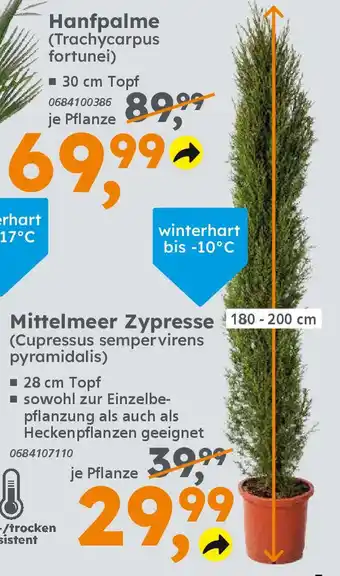 Globus Baumarkt Mittelmeer Zypresse 180-200 cm (Cupressus sempervirens pyramidalis) Angebot