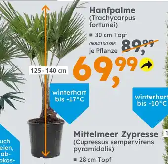 Globus Baumarkt Hanfpalme (Trachycarpus fortunei) Angebot