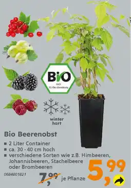 Globus Baumarkt Bio Beerenobst Angebot