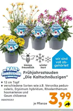 Globus Baumarkt Frühjahrsstauden „Die Kaltschnäuzigen" Angebot