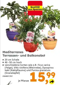 Globus Baumarkt Mediterranes Terrassen- und Balkonobst Angebot