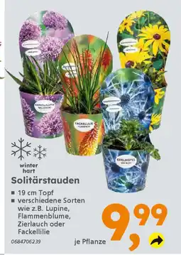 Globus Baumarkt Solitärstauden Angebot