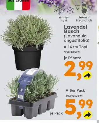 Globus Baumarkt Lavendel Busch (Lavandula angustifolia) Angebot