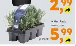 Globus Baumarkt Lavendel Busch (Lavandula angustifolia) Angebot