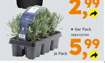 Globus Baumarkt Lavendel Busch (Lavandula angustifolia) Angebot