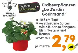 Globus Baumarkt Erdbeerpflanzen „Le Jardin Gourmand" Angebot