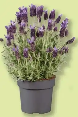 Lidl Lavandula Stoechas Angebot