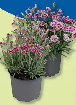 Lidl Dianthus Angebot