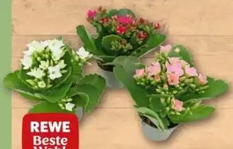 REWE Center Kalanchoe Flammendes Käthchen Angebot