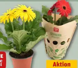 REWE Center Rewe Beste Wahl Gerbera Angebot