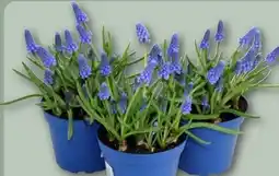 REWE Center Traubenhyazinthen Muscari Angebot