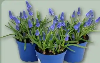 REWE Center Traubenhyazinthen Muscari Angebot