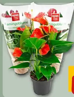 REWE Center Rewe Beste Wahl Flamingoblume Angebot