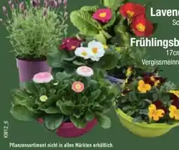 E-Center Lavendel Stocheas Angebot