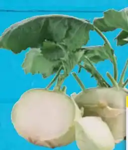 E-Center Kohlrabi Angebot