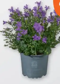 tegut Glockenblume Campanula Angebot