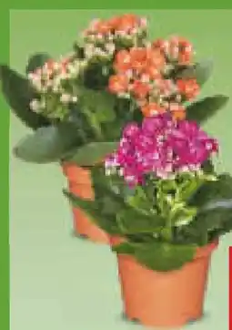 Netto Marken-Discount Mini-Kalanchoe Angebot