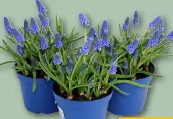 REWE Center Muscari Angebot