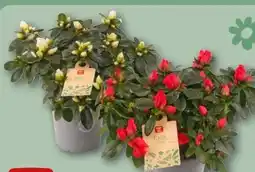 REWE Center Rewe Beste Wahl Rhododendron Angebot